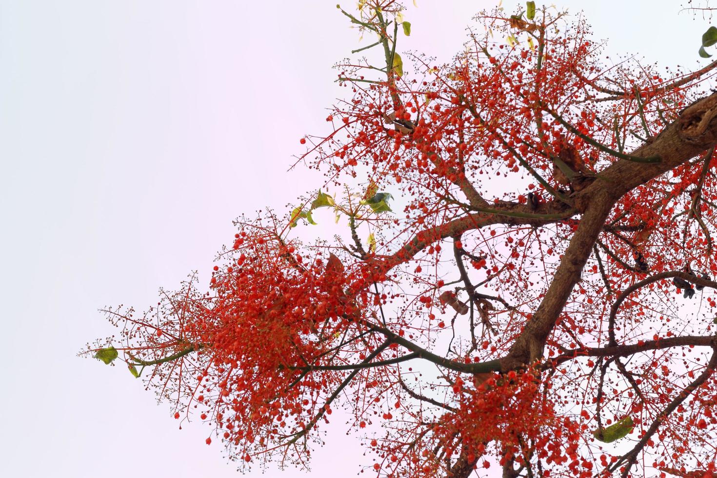 Australian Flame Tree photo