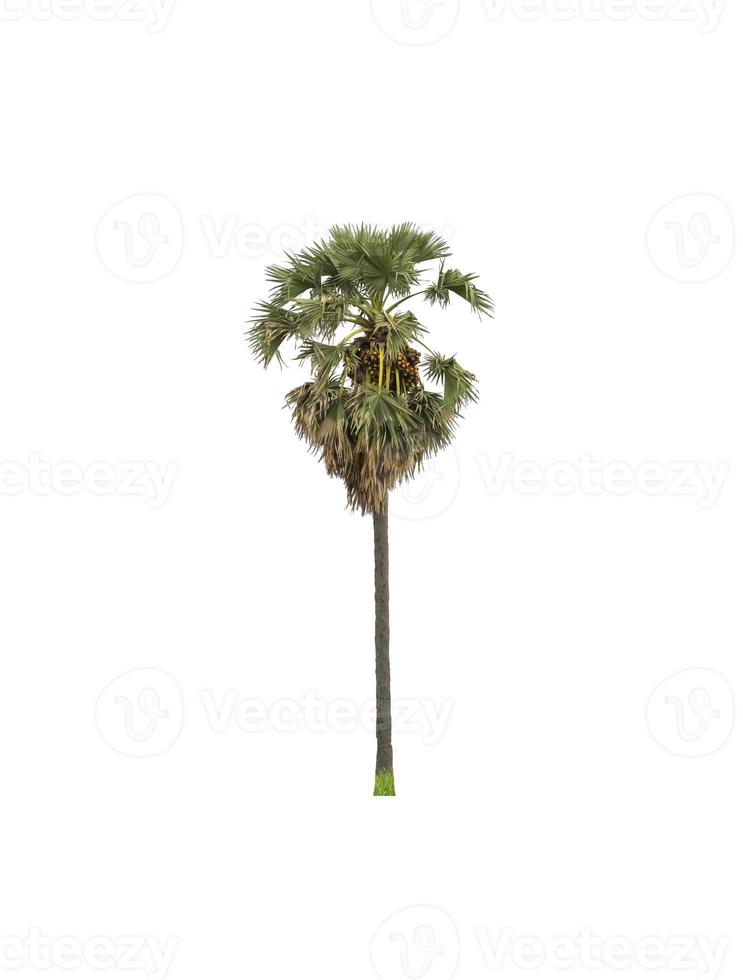 sugar palm that are isolated on a white background are suitable for both printing and web pages photo