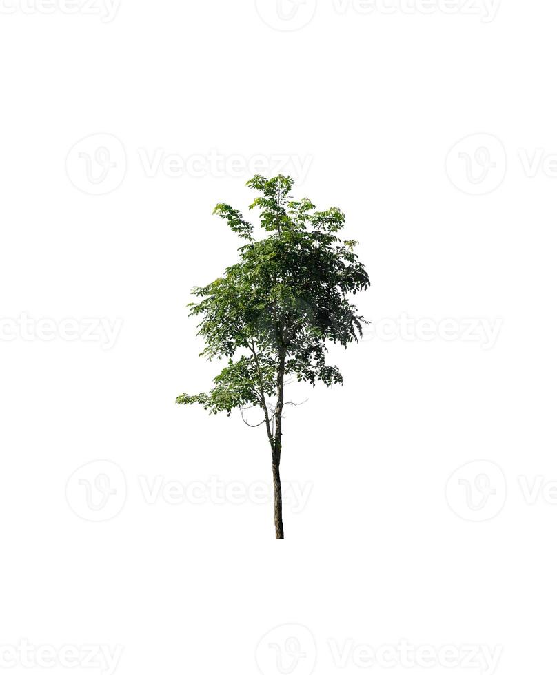 tree isolated on white background photo