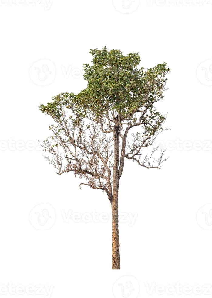 Trees that are isolated on a white background are suitable for both printing and web pages photo