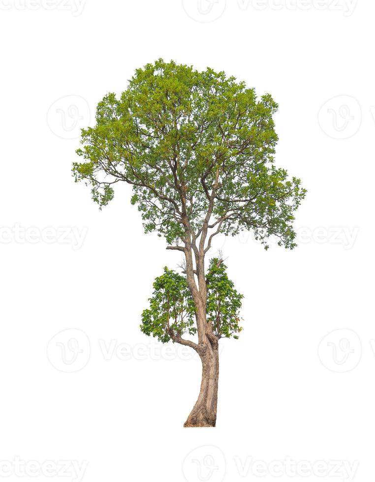 Trees that are isolated on a white background are suitable for both printing and web pages photo