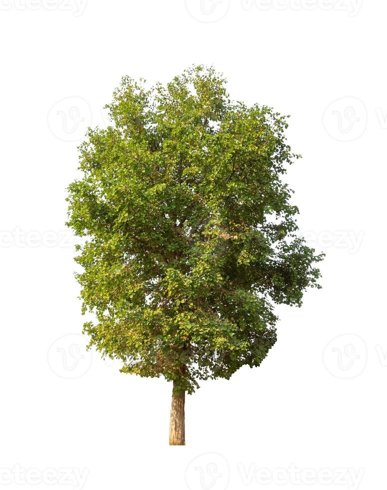 Trees that are isolated on a white background are suitable for both printing and web pages photo