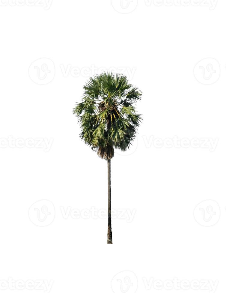 sugar palm that are isolated on a white background are suitable for both printing and web pages photo