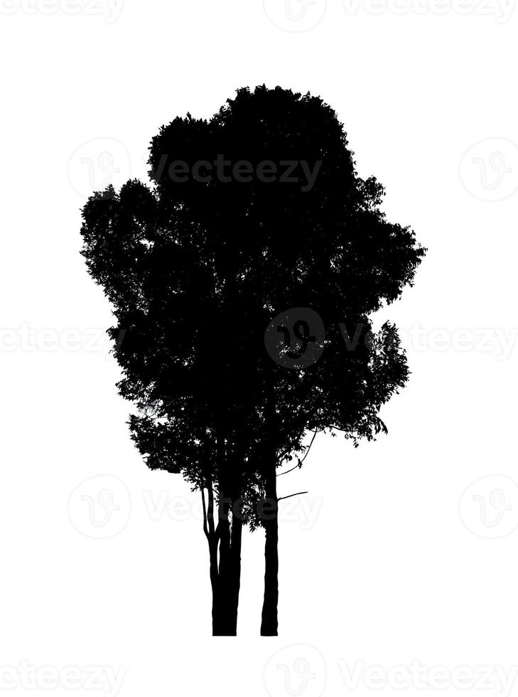 Tree silhouette for brush on white background photo