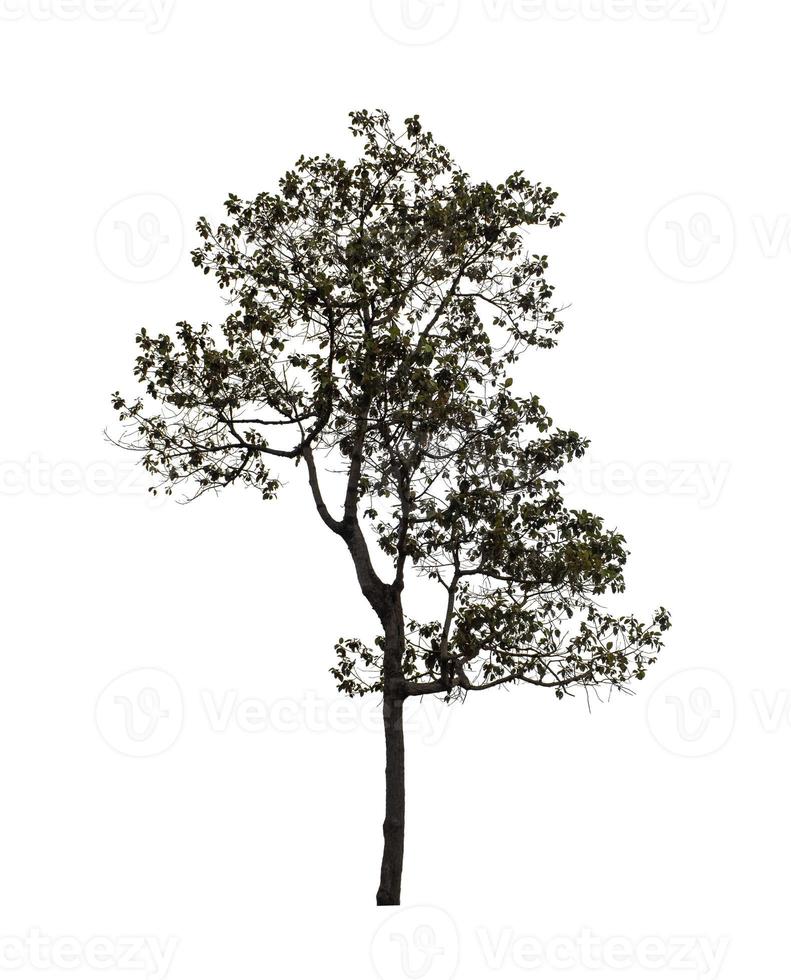 Tree isolated on white background. photo