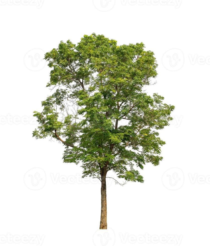 Tree that are isolated on a white background are suitable for both printing and web pages photo