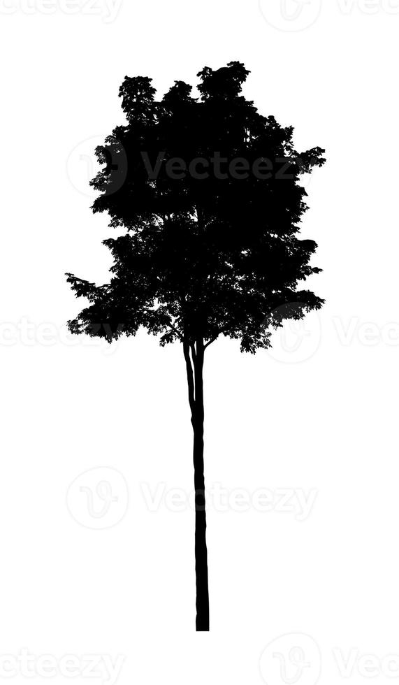 Tree silhouette for brush on white background photo