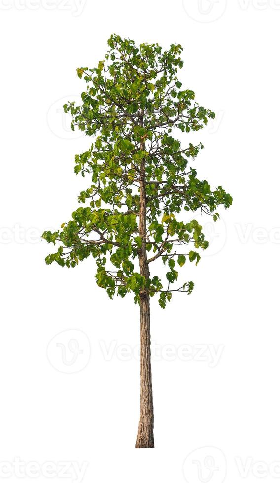 Trees that are isolated on a white background are suitable for both printing and web pages photo