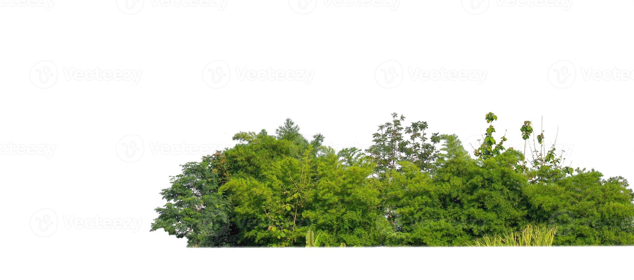 Green Trees isolated on white background.are Forest and foliage in summer for both printing and web pages with cut path and alpha channel photo