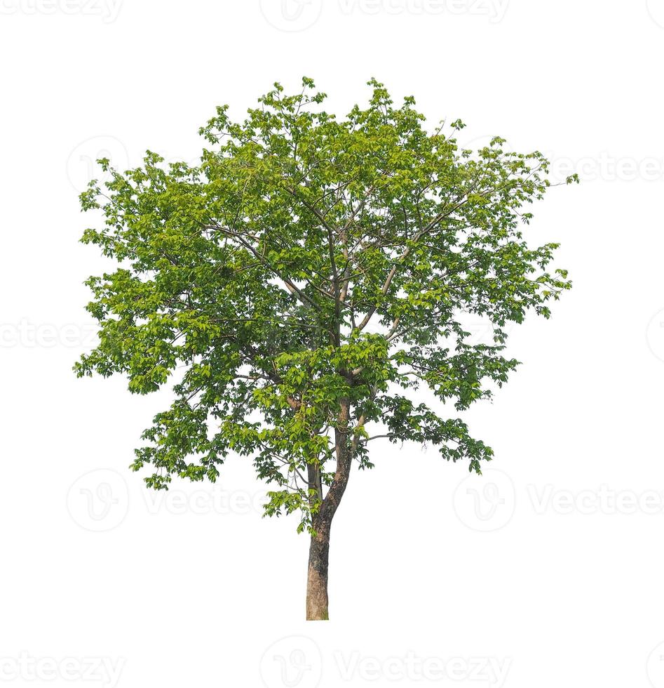 Trees that are isolated on a white background are suitable for both printing and web pages photo