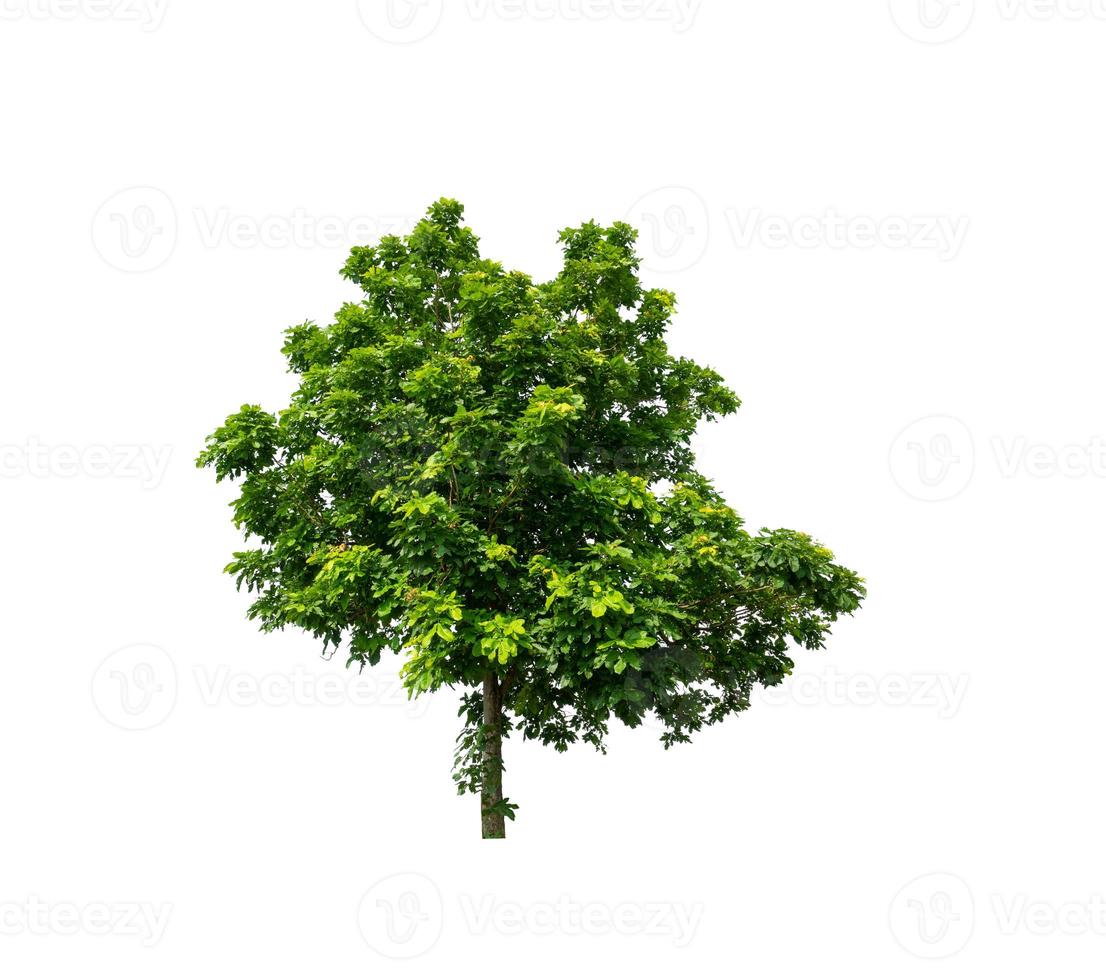 Trees that are isolated on a white background are suitable for both printing and web pages photo