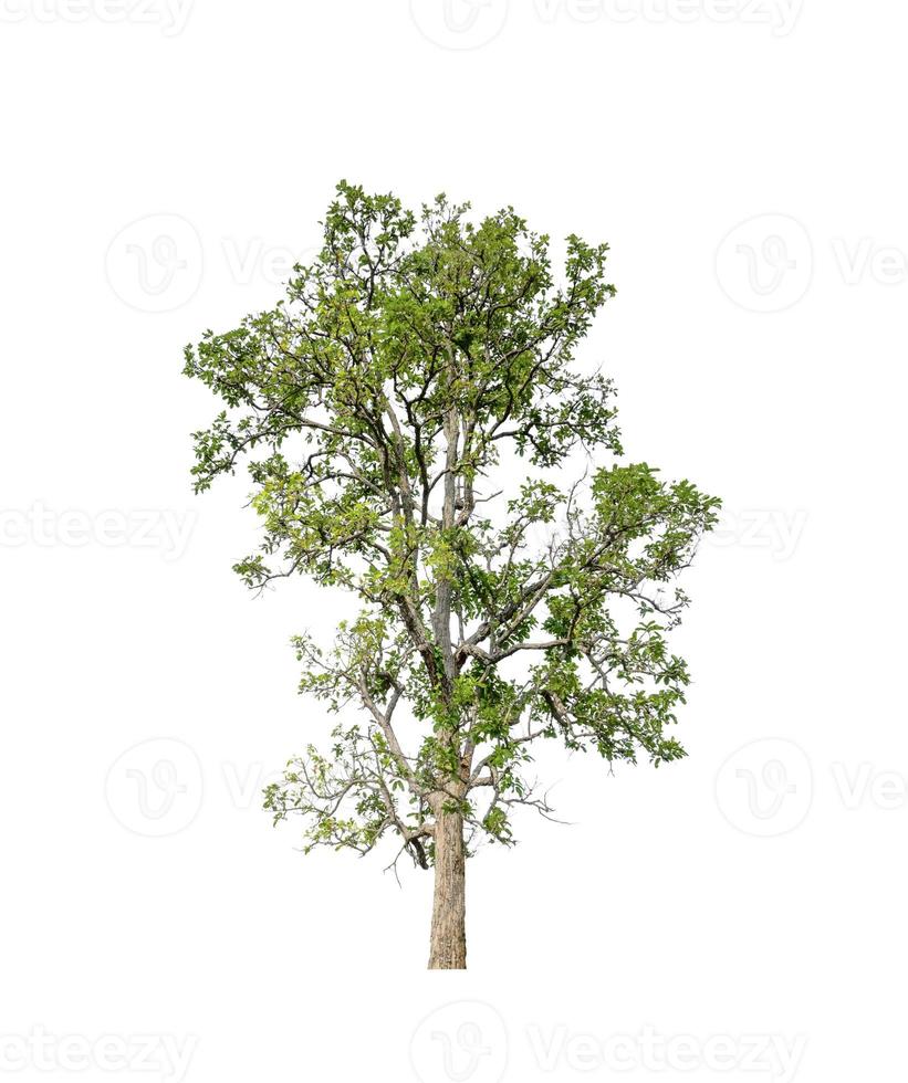 Trees that are isolated on a white background are suitable for both printing and web pages photo