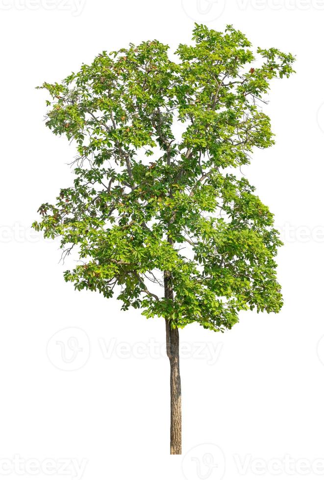 Tree that are isolated on a white background are suitable for both printing and web pages photo