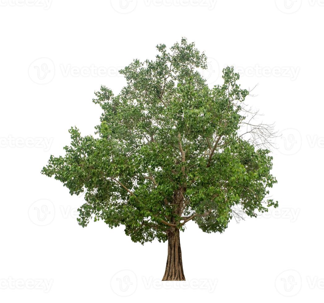 Tree isolated on white background. photo