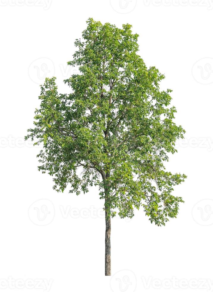 Tree that are isolated on a white background are suitable for both printing and web pages photo