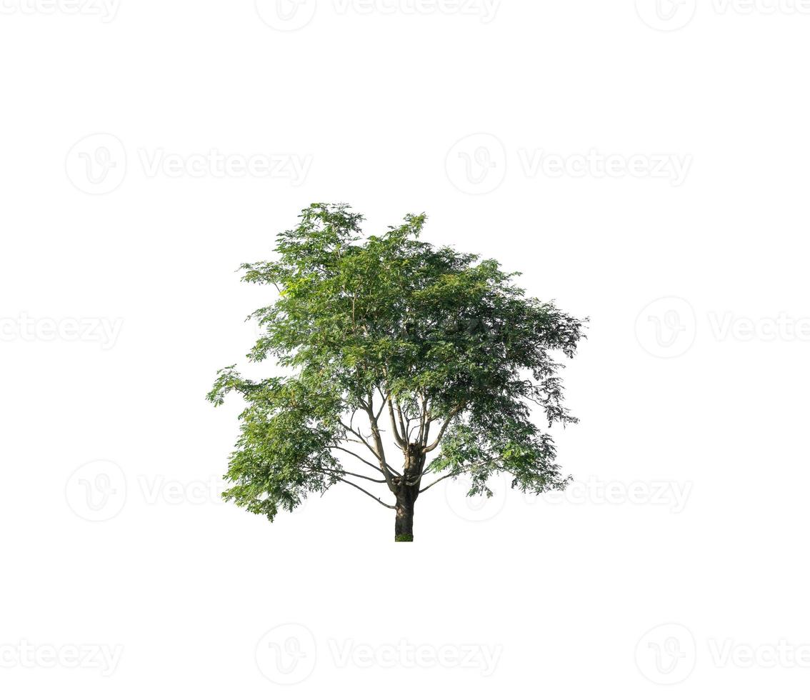 los árboles que están aislados en un fondo blanco son adecuados tanto para la impresión como para las páginas web foto