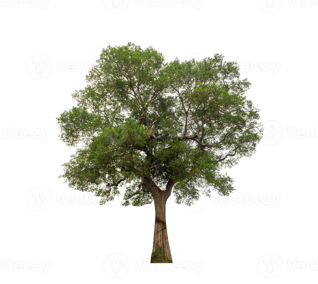 árbol aislado sobre fondo blanco. foto