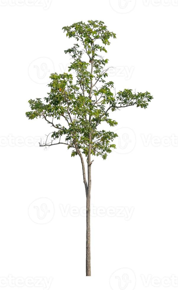 Tree that are isolated on a white background are suitable for both printing and web pages photo