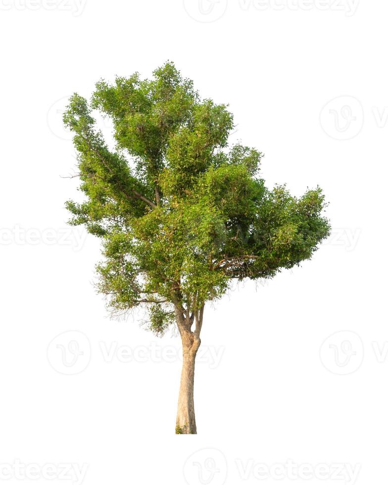 Trees that are isolated on a white background are suitable for both printing and web pages photo