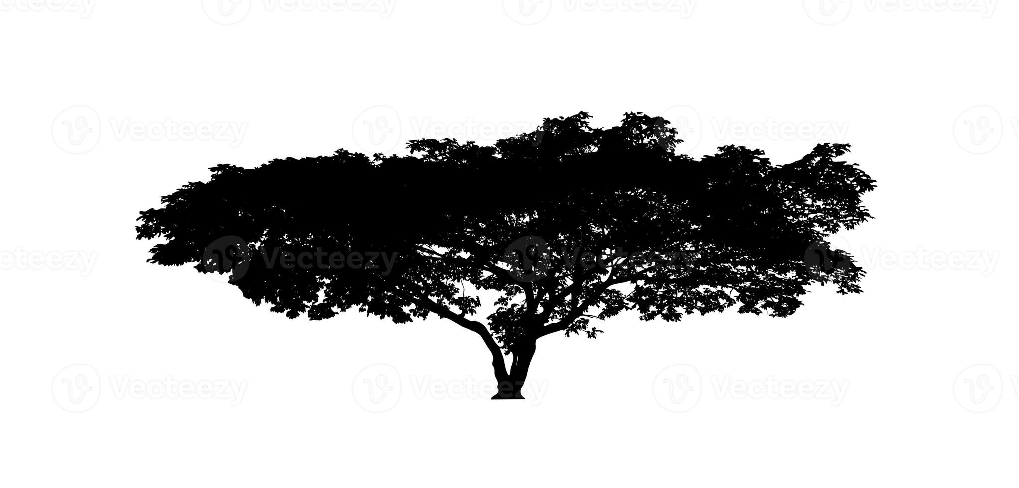 Tree silhouette for brush on white background photo