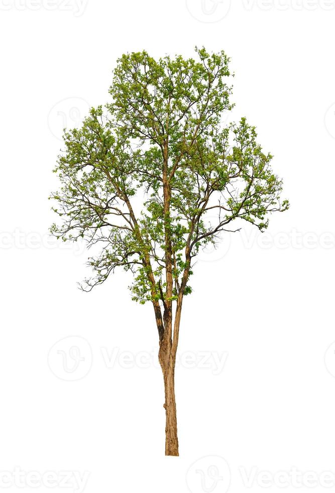 Trees that are isolated on a white background are suitable for both printing and web pages photo