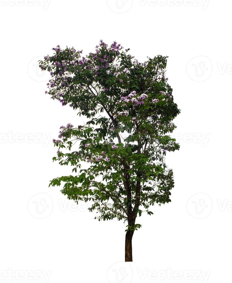 Tree that are isolated on a white background are suitable for both printing and web pages photo