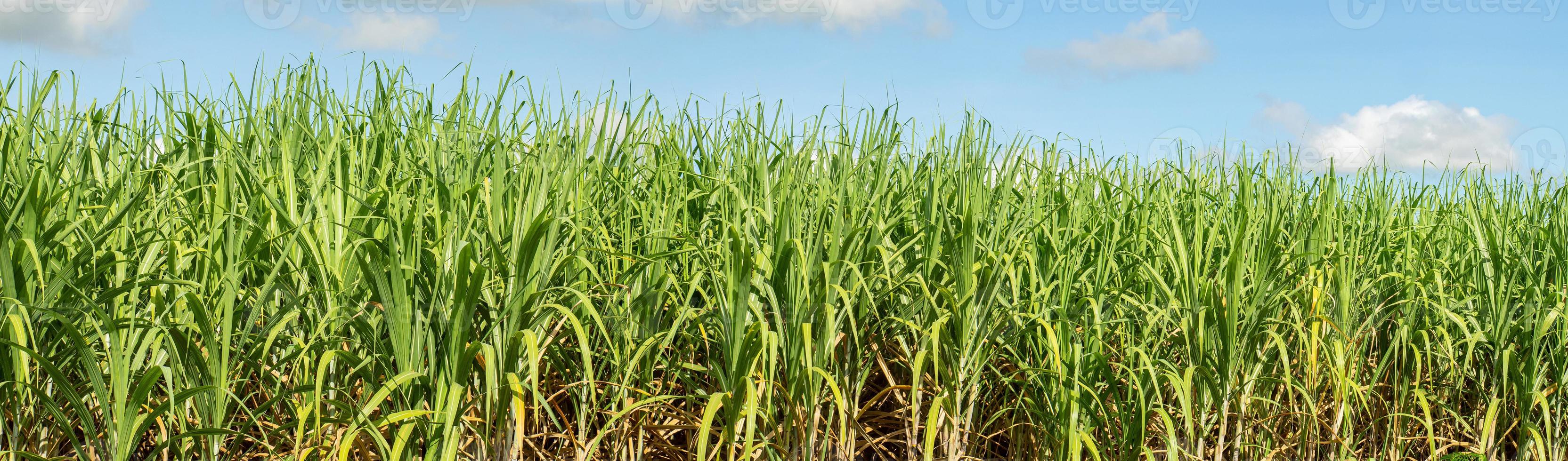 campos de caña de azúcar y cielo azul foto