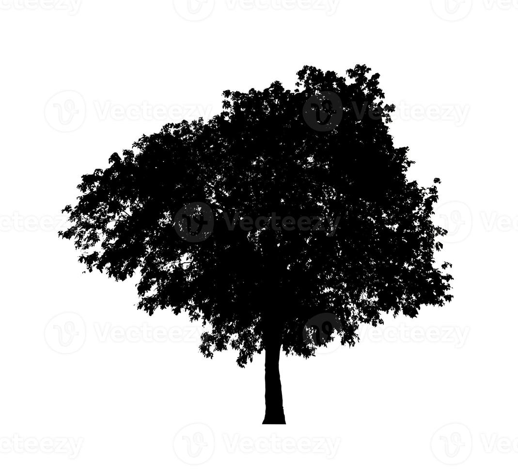 Tree silhouette for brush on white background photo