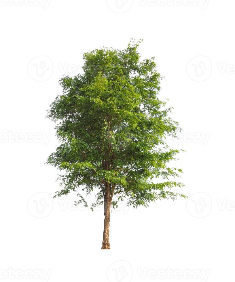 Trees that are isolated on a white background are suitable for both printing and web pages photo