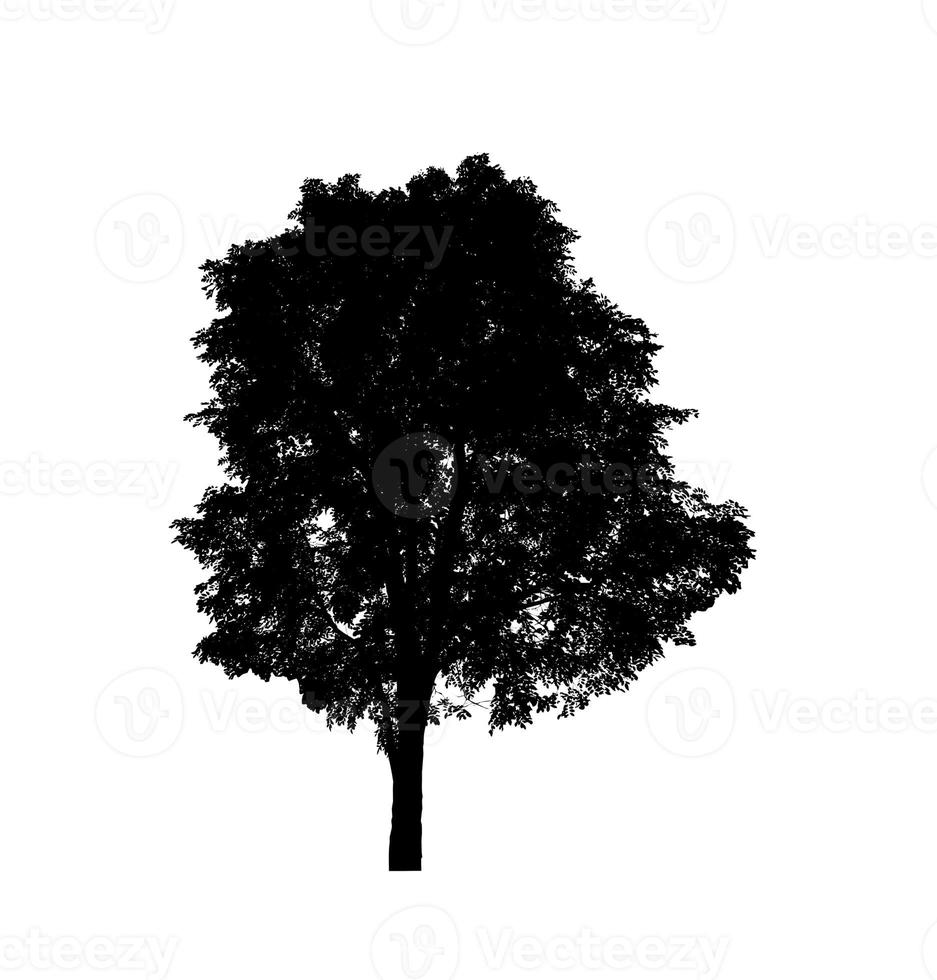Isolated tree silhouette for brush on white background photo