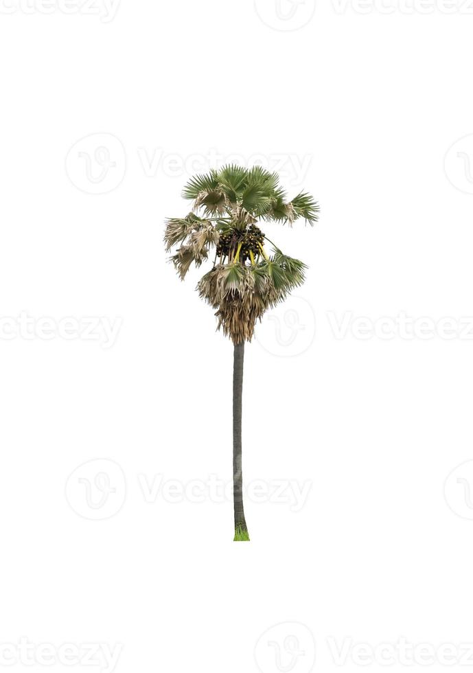 sugar palm that are isolated on a white background are suitable for both printing and web pages photo