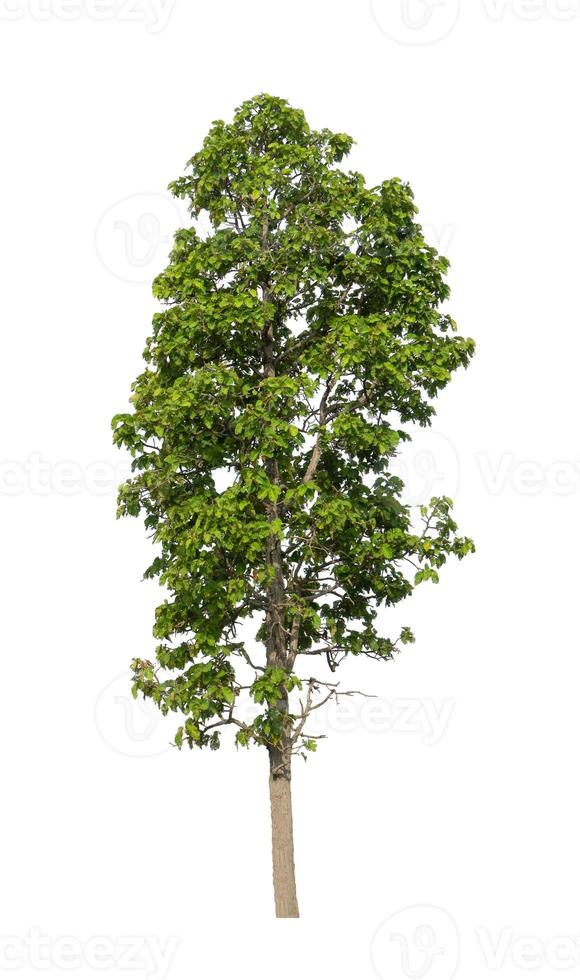 tree isolated on white background photo