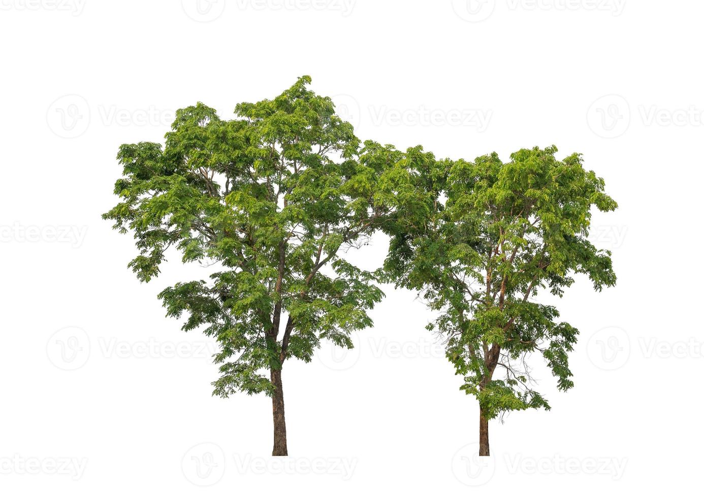 Tree that are isolated on a white background are suitable for both printing and web pages photo
