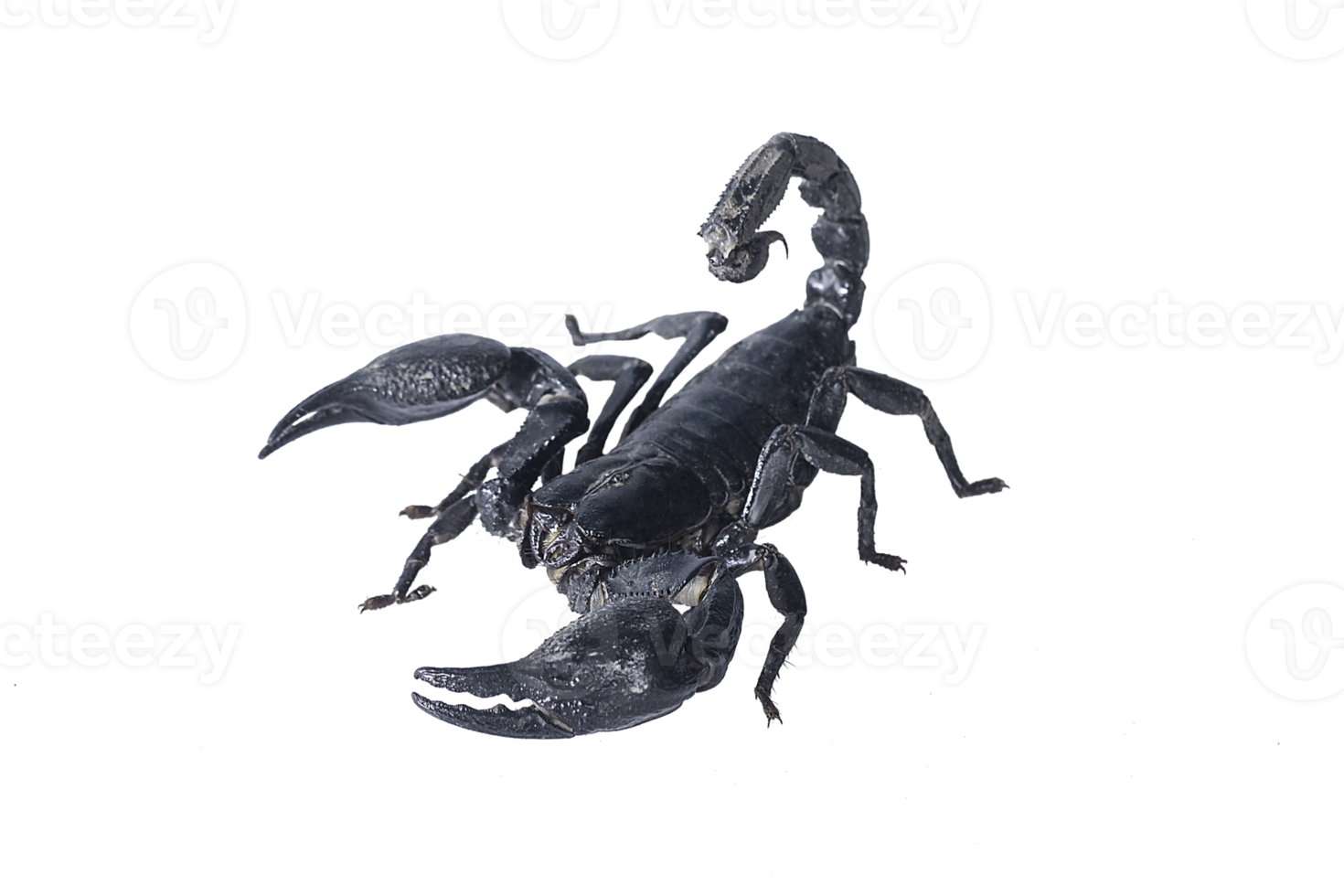 scorpion transparent png