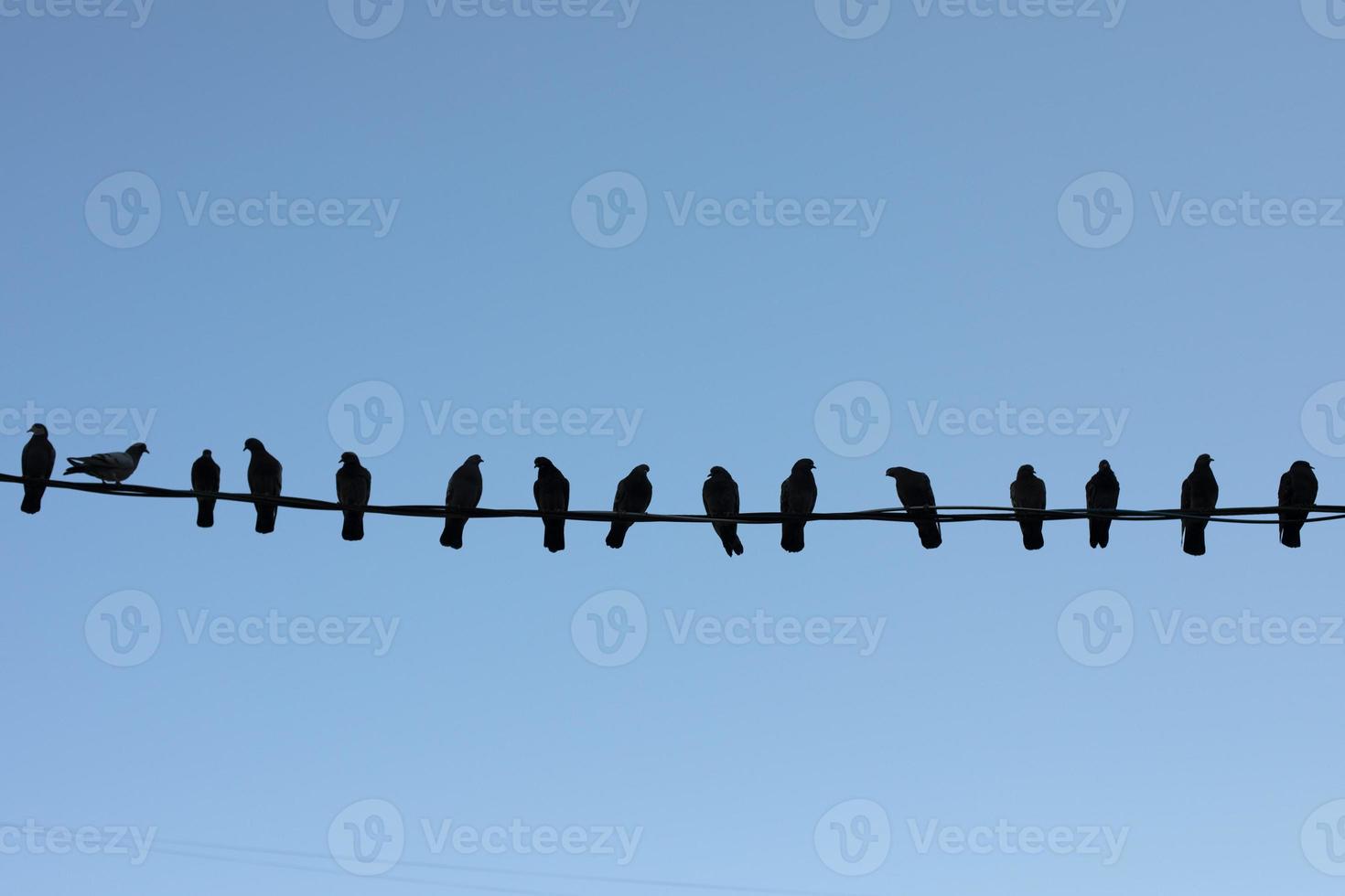 Pigeons sit on wire. Silhouettes of birds. Birds sit in row. photo