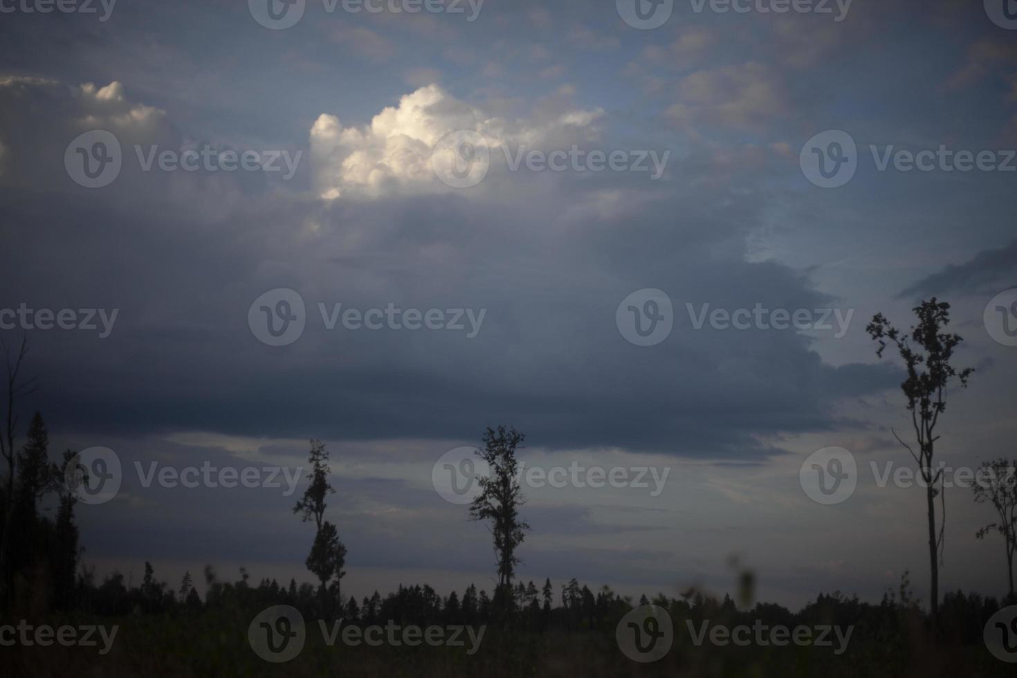 Tree in forest. Forest landscape. Beauty of nature. Clouds in sky. Details of nature. photo