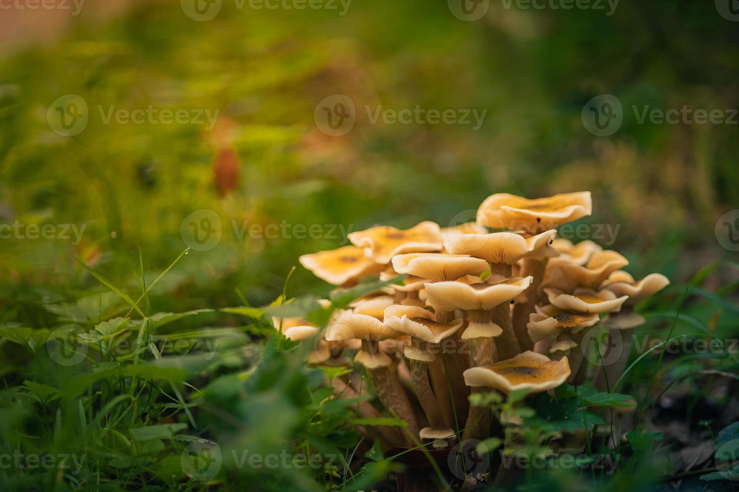 Group of small mushrooms in a grass photo