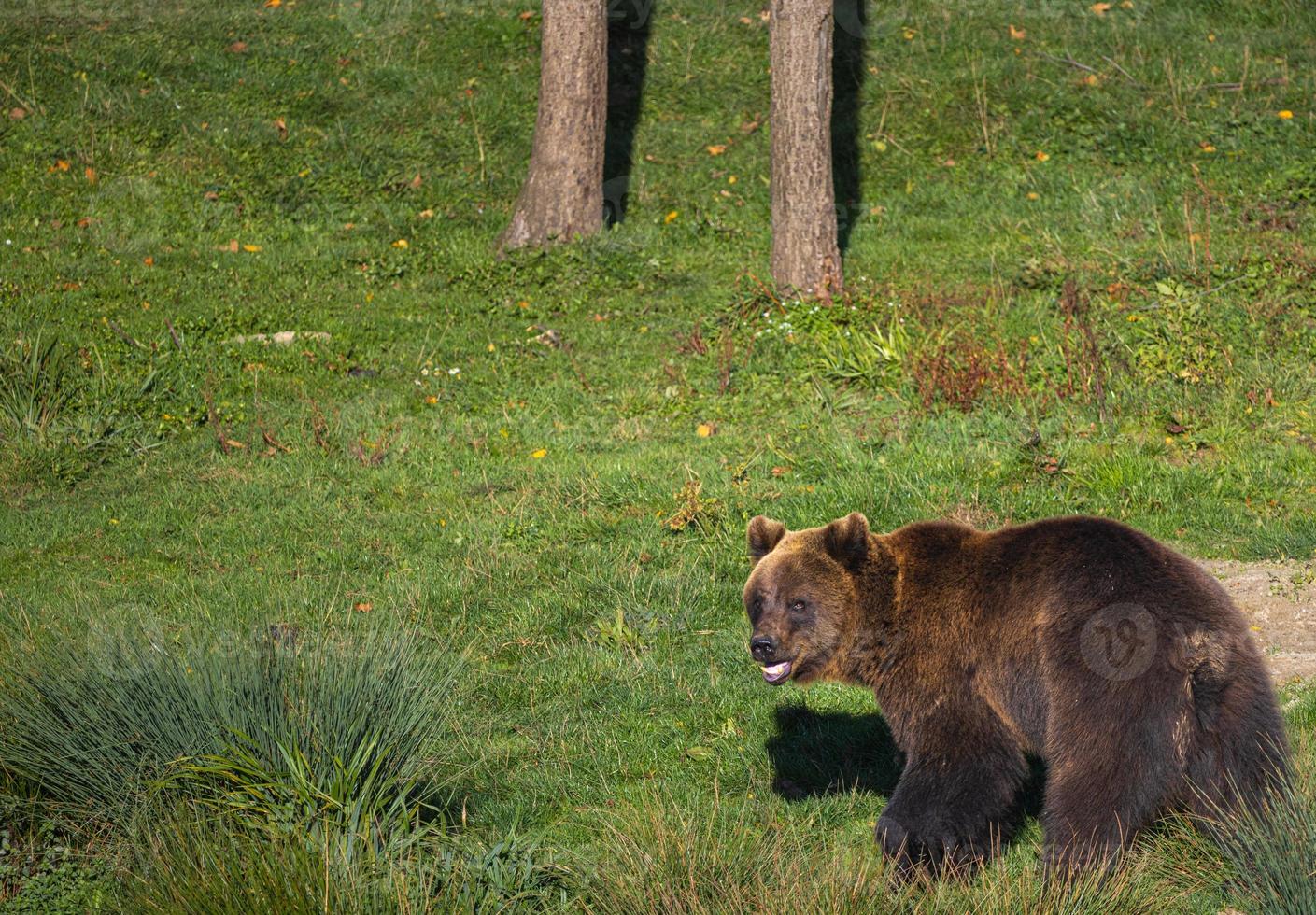 oso pardo joven mirando hacia atrás en el prado en el bosque foto