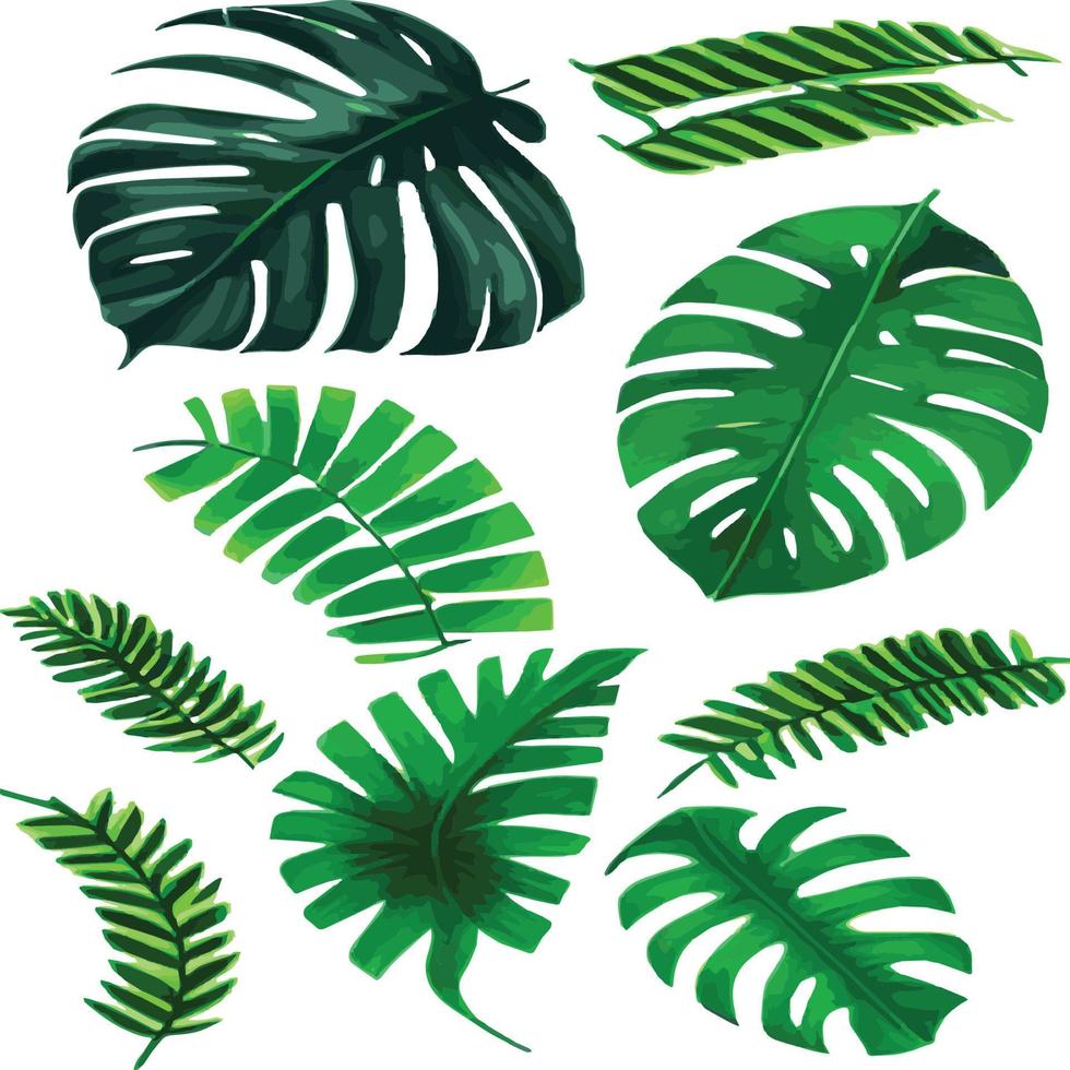 green monstera pattern white background. exotic pattern with tropical leaves. Vector illustration. monstera leaf pattern. Tropical palm leaves. Exotic design fabric, textile print, wrapping paper