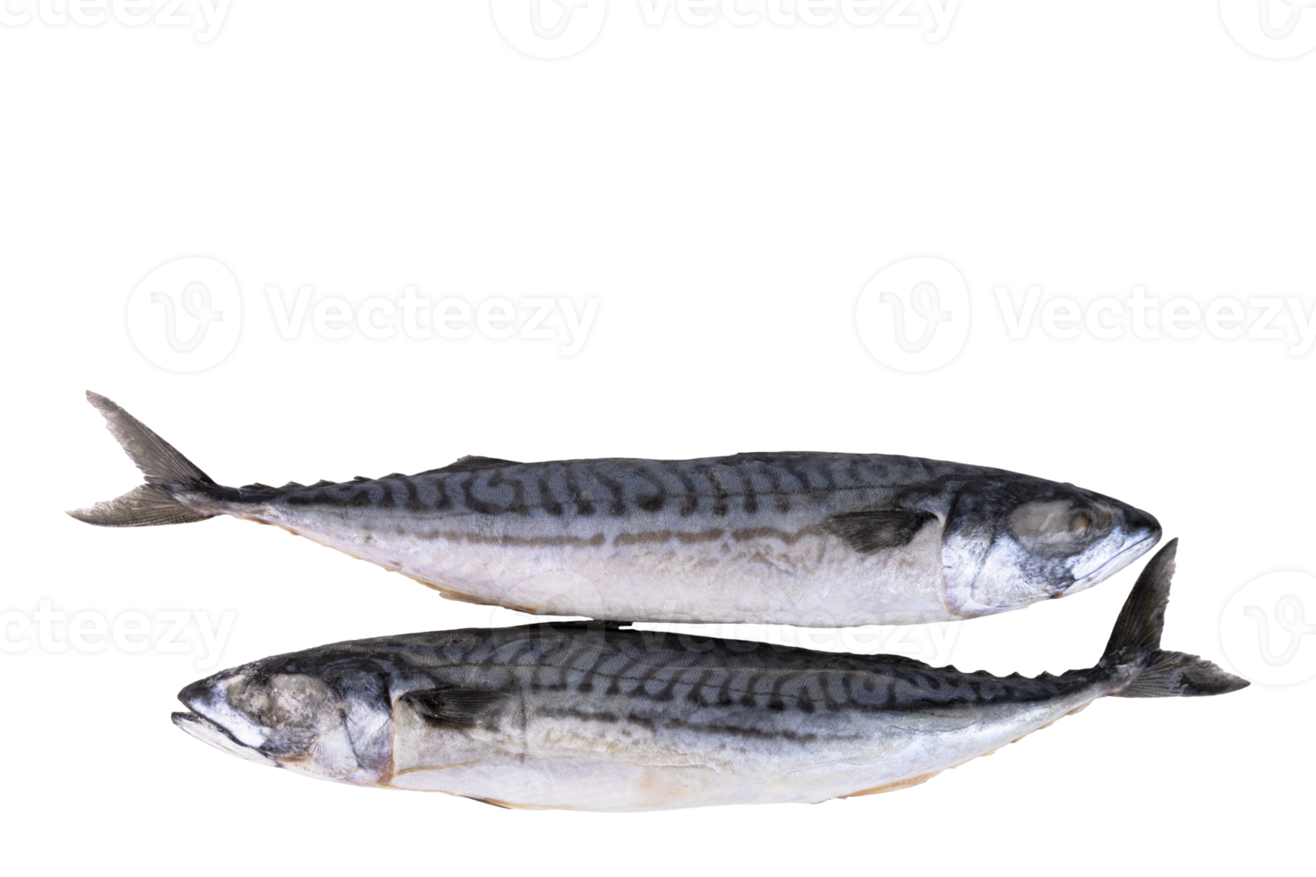 Mackerel fish fresh frozen, blue mackerel on a transparent isolated background. PNG. png