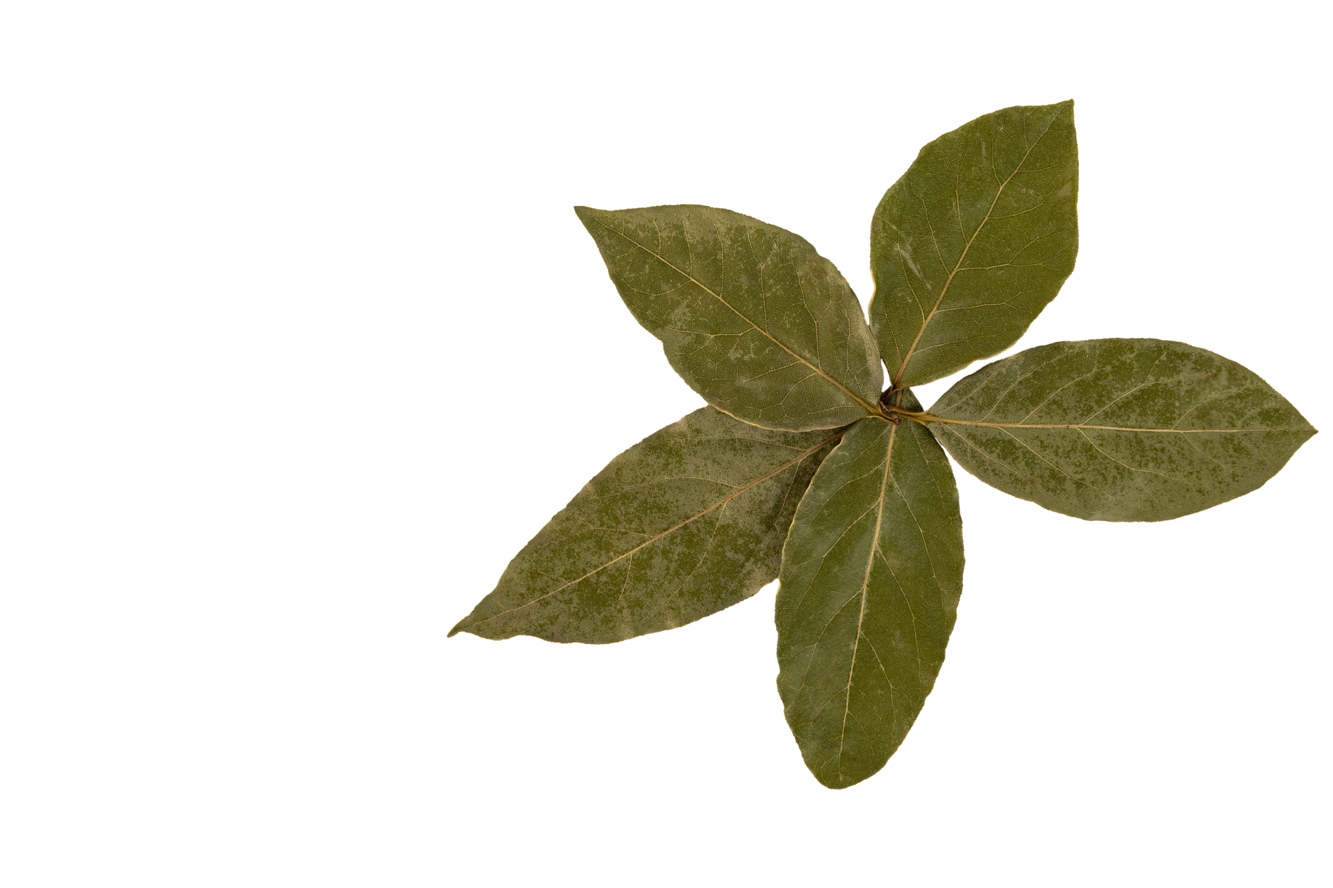 A set of five dry bay leaves, folded in the form of flower petals, PNG
