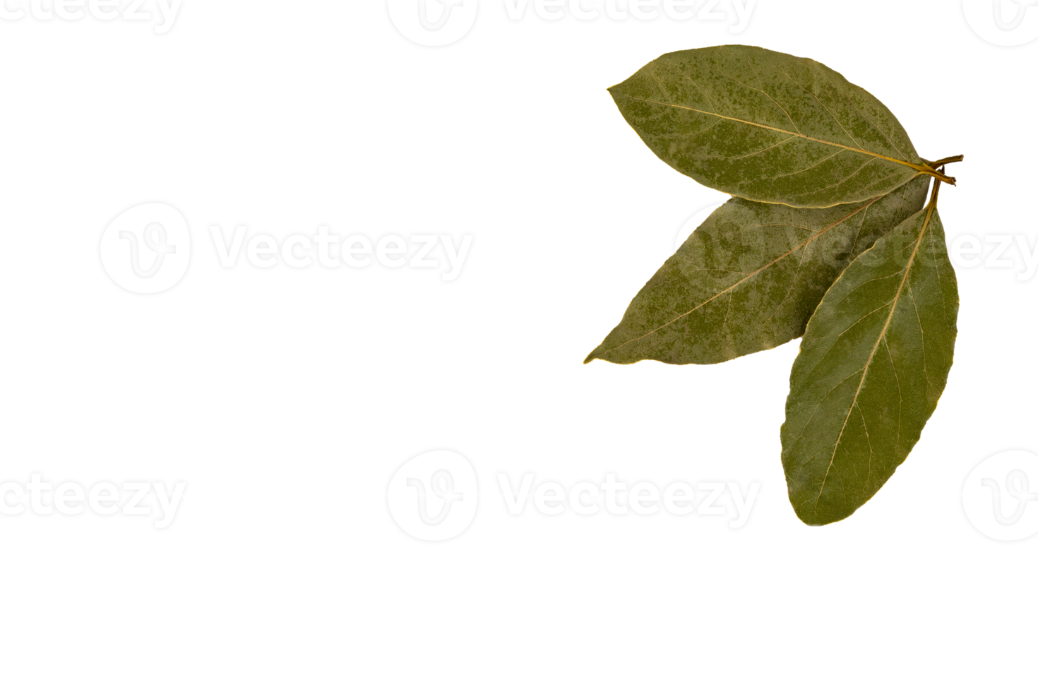 A set of three dry bay leaves. PNG, transparent background. png