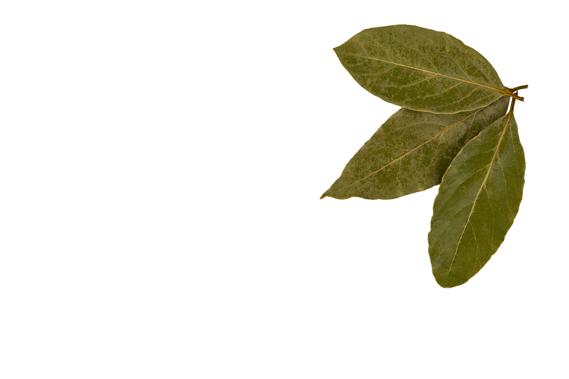 A set of three dry bay leaves. PNG, transparent background. 13395757 PNG