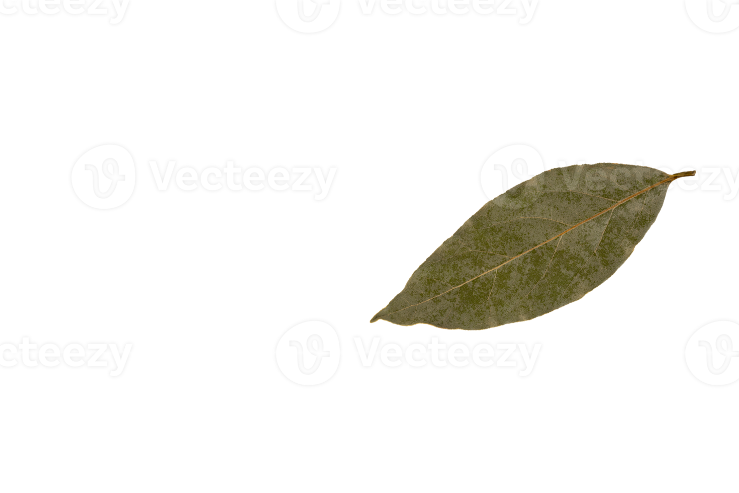 Dry, withered, bay leaf. PNG, transparent background. png