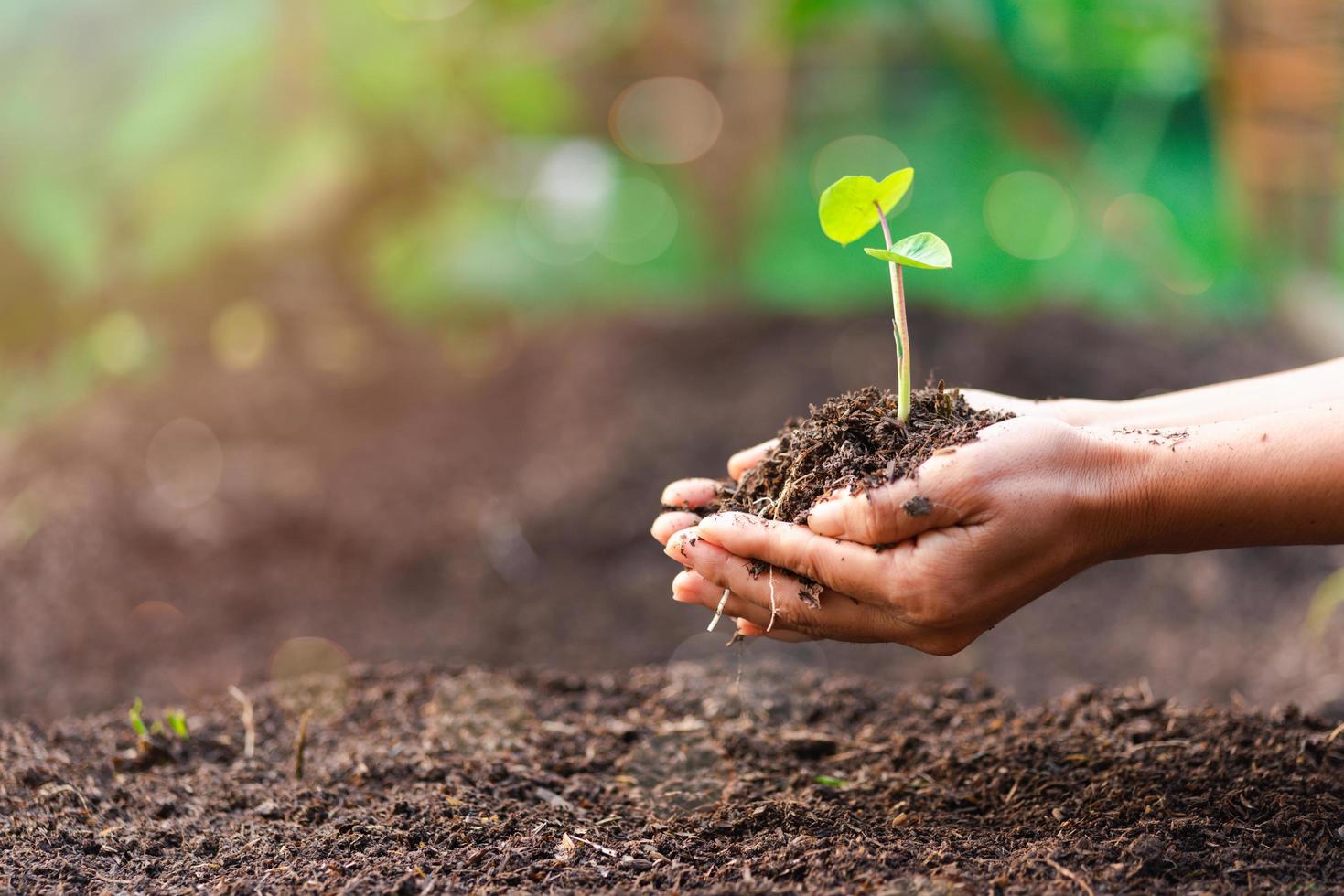 woman's hand with a tree She is planting, environmental conservation concept Protect and preserve resources plant trees to reduce global warming use renewable energy conservation of natural forests. photo