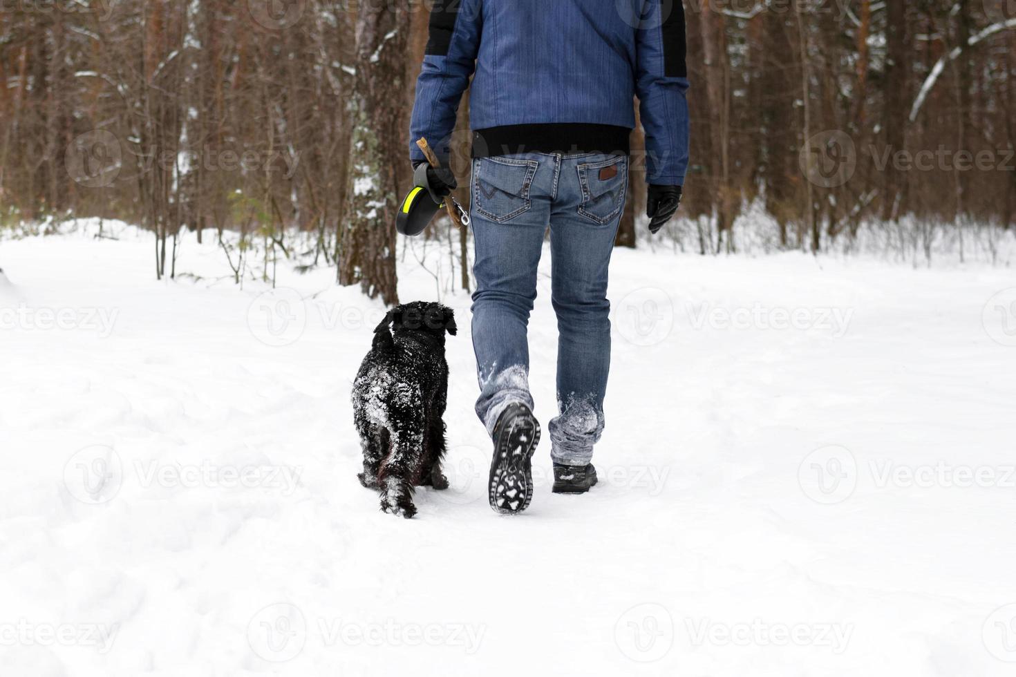 Young man is walking with his black miniature schnauzer in winter coniferous forest. photo