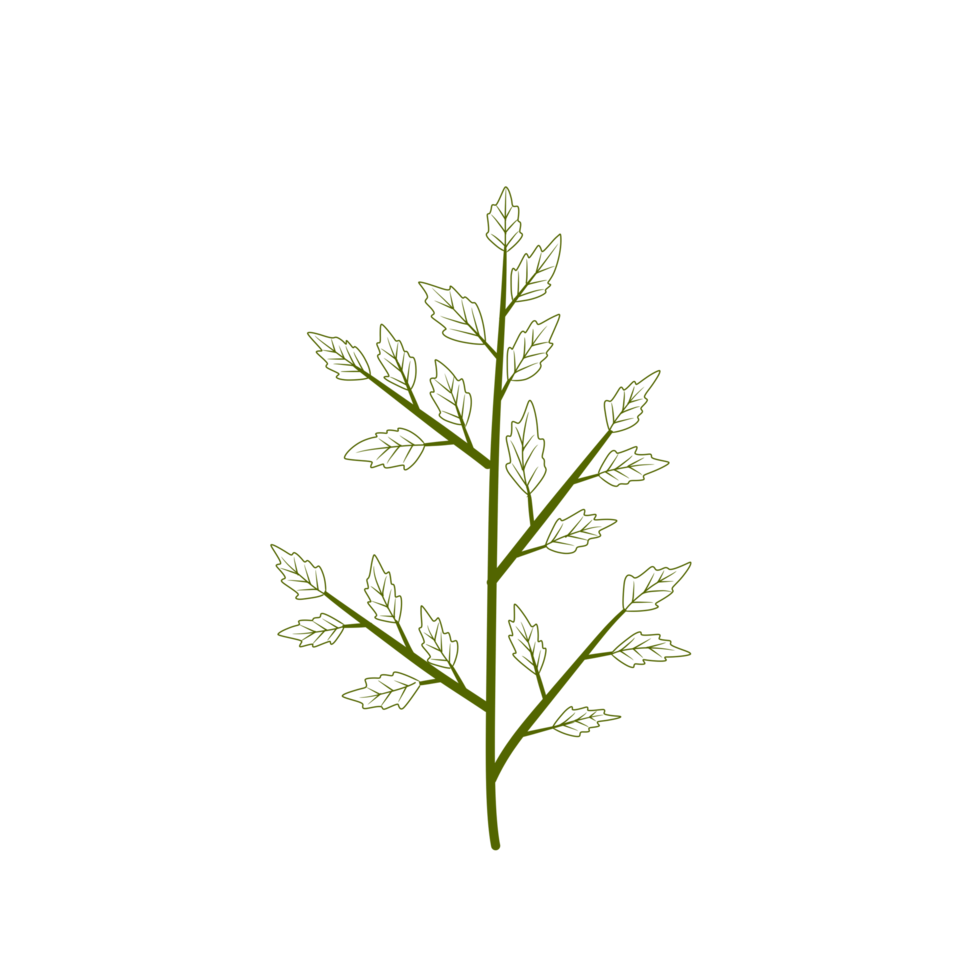 Botanical line illustration png