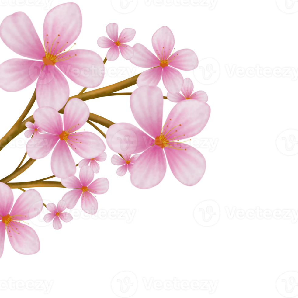 Cherry blossom watercolor png