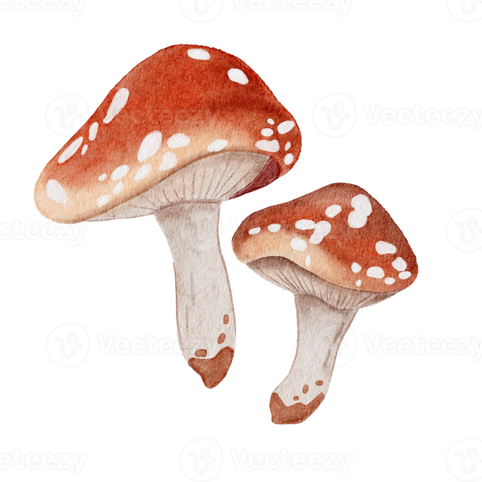 forêt brune aux champignons aquarelle png