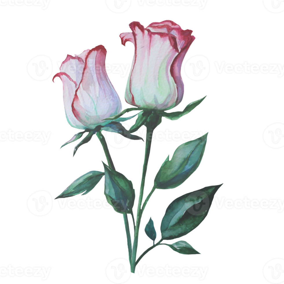 blooming roses in a bunch watercolor illustration png